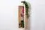 Hängeregal / Wandregal Kiefer massiv Vollholz natur Junco 292 - Abmessung 80 x 25 x 20 cm